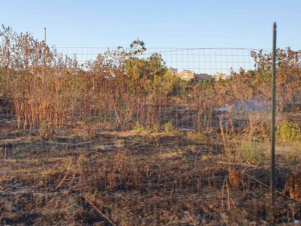 Immagine articolo: Menfi. Bruciati anche gli oleandri. Incendio alla variante