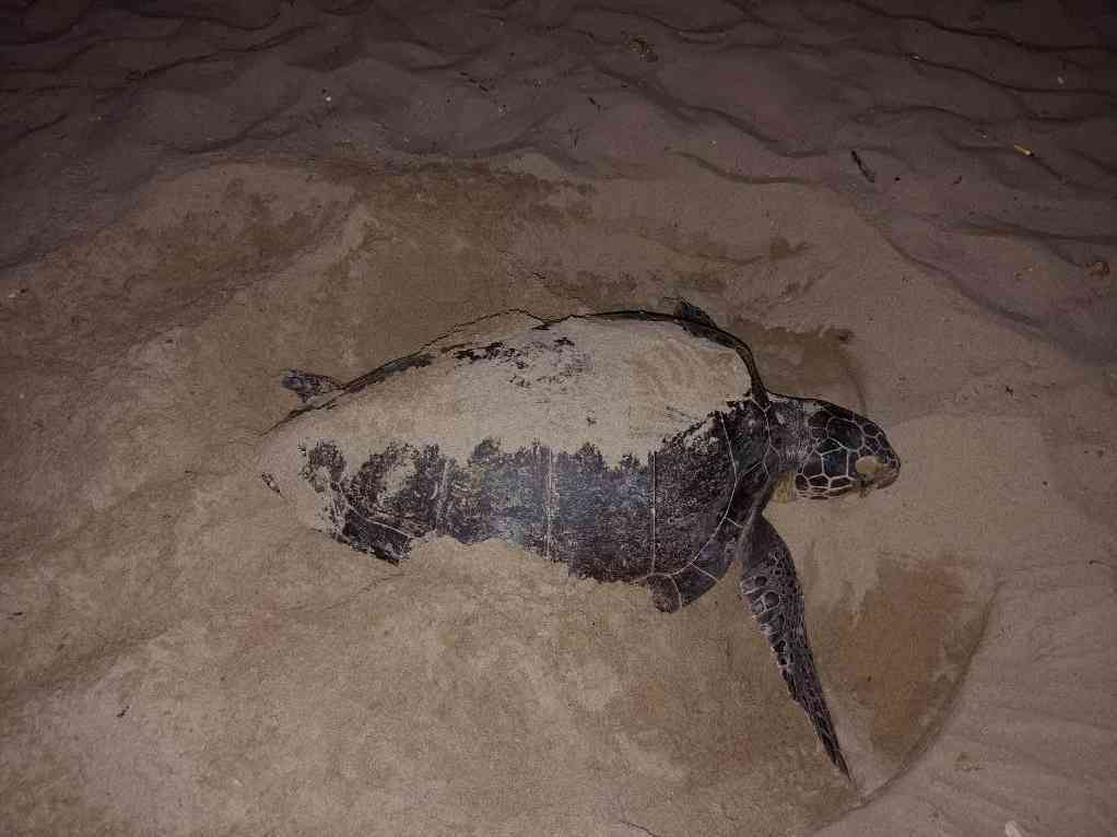 Immagine articolo: Tornano a Sciacca le tartarughe marine