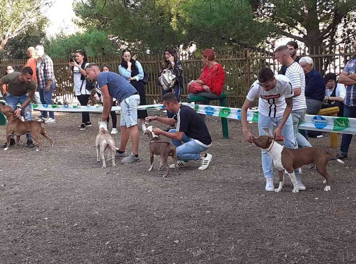 Immagine articolo: S. Margherita di B., successo ieri per la prima edizione dell'Expo Canina 2019
