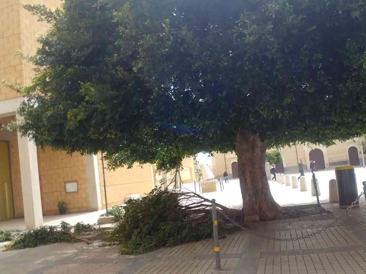 Immagine articolo: Menfi. Per Pasquetta forti raffiche di vento, cadono alcuni rami