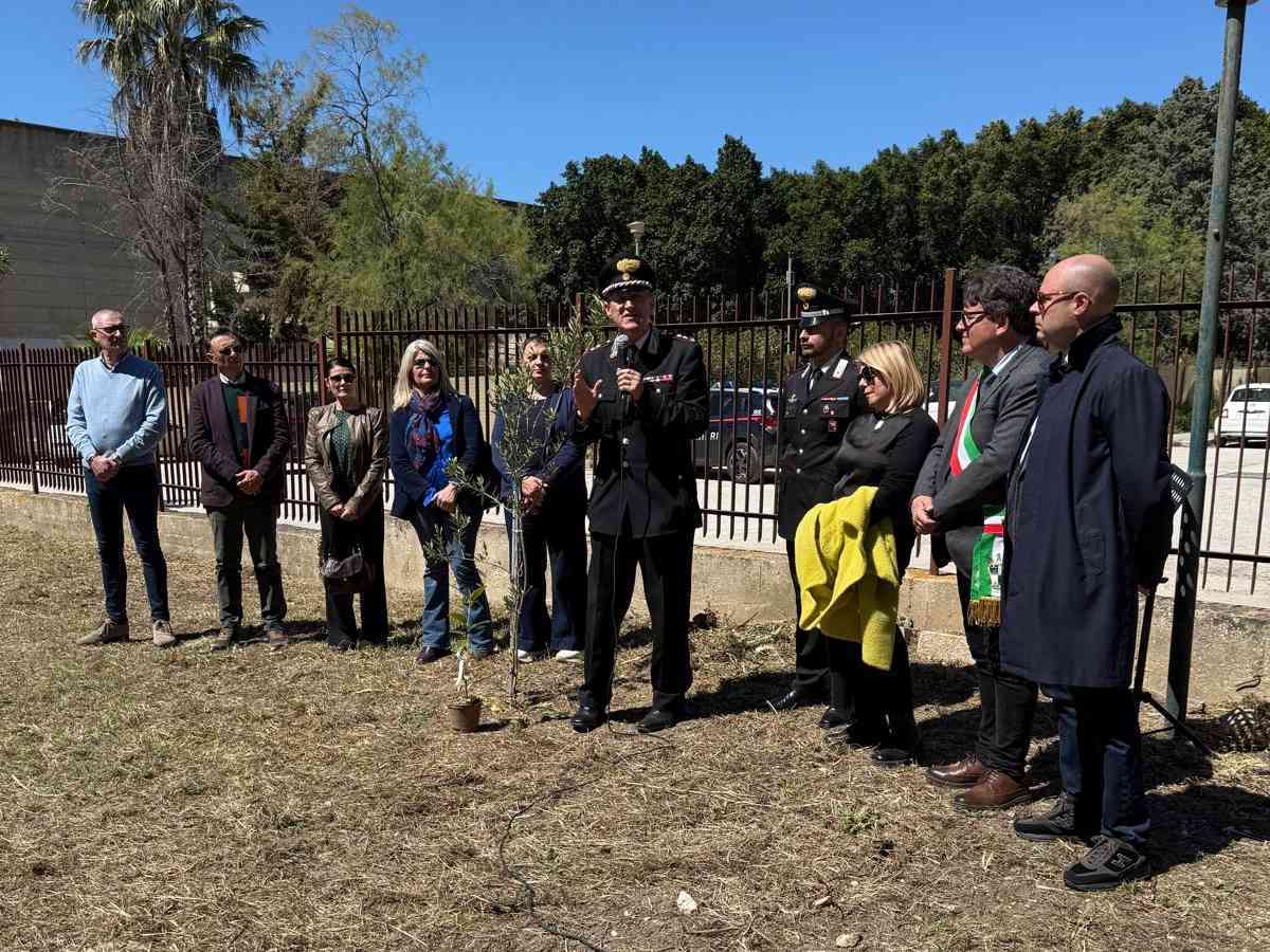 Immagine articolo: A Menfi le radici della legalità: piantata la talea dell’Albero Falcone all'I.C. 'Santi Bivona'