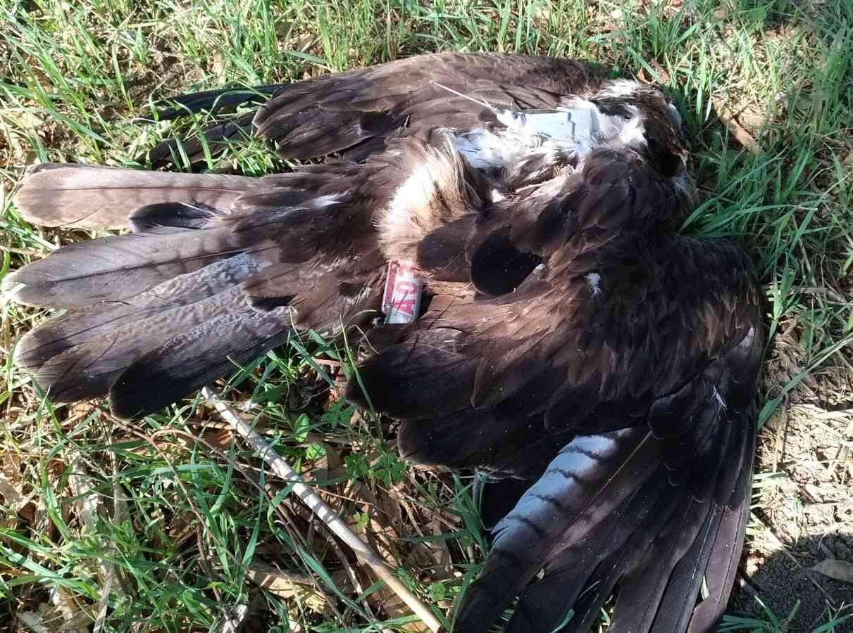 Immagine articolo: Animali, WWF: Ennesima Aquila di Bonelli uccisa illegalmente in Sicilia