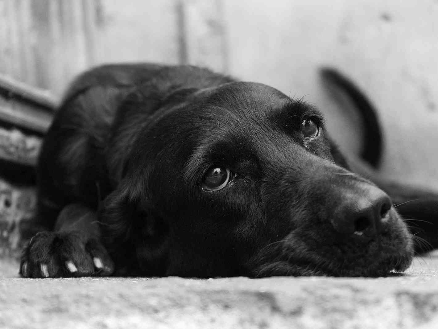 Immagine articolo: Santa Margherita. Cane torturato e bruciato vivo. La denuncia della Calasanzio: “Una scena che va contro la vita e la civilità“