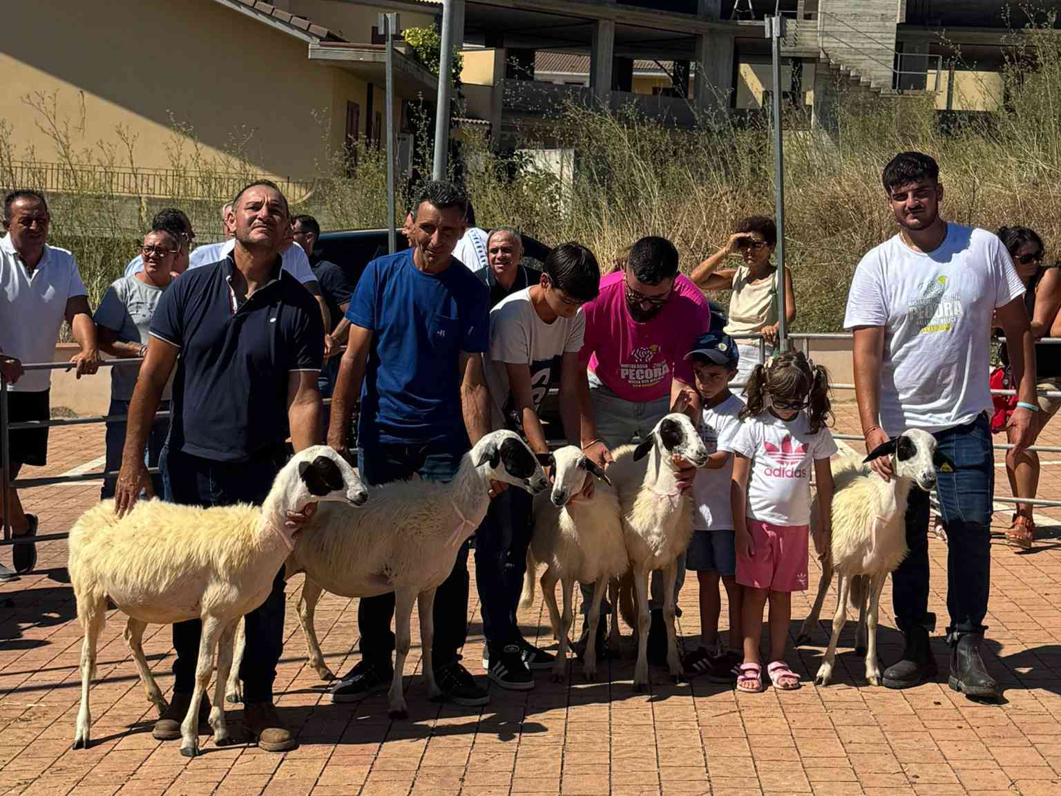 Immagine articolo: Santa Margherita. Successo per la XXV Edizione della Mostra Pecora Valle del Belìce