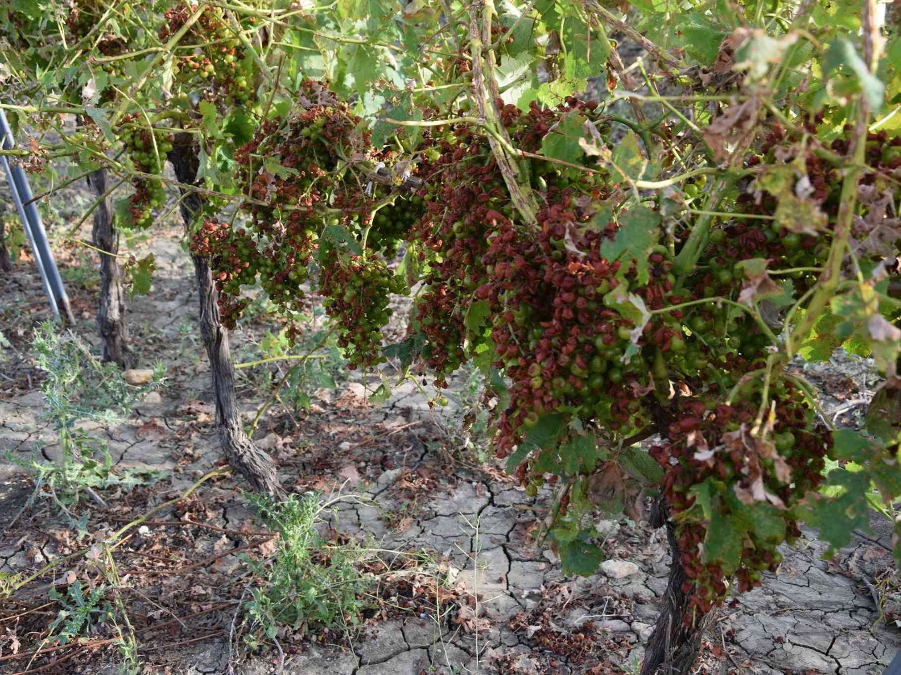 Immagine articolo: Le “coffe“ e “li pistaturi”. Ricordando la vendemmia di un tempo tra riti e usanze