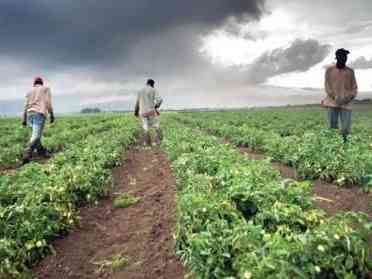 Immagine articolo: Contrasto del lavoro nero in agricoltura in Sicilia. La Regione finanzia cinque progetti “pilota“ per l’inclusione socio lavorativo