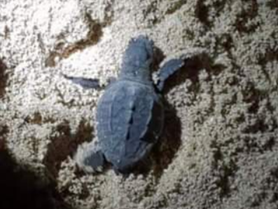 Immagine articolo: Lido Fiori, “Mamma Caretta” deposita le sue uova. Stupore tra la gente nel vedere tante piccole caretta caretta popolare l’arenile