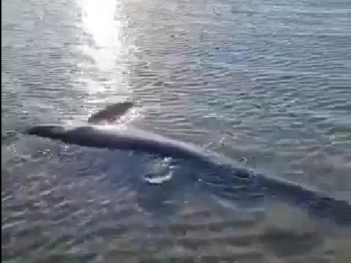 Immagine articolo: A Sciacca uno squalo azzurro fa nascere in spiaggia 9 piccoli e 4 donne, con la Guardia Costiera, lo salvano