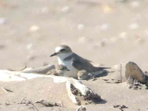 Immagine articolo: Grido d’allarme del WWF: “Non spianate le dune”. Lettera ai comuni siciliani