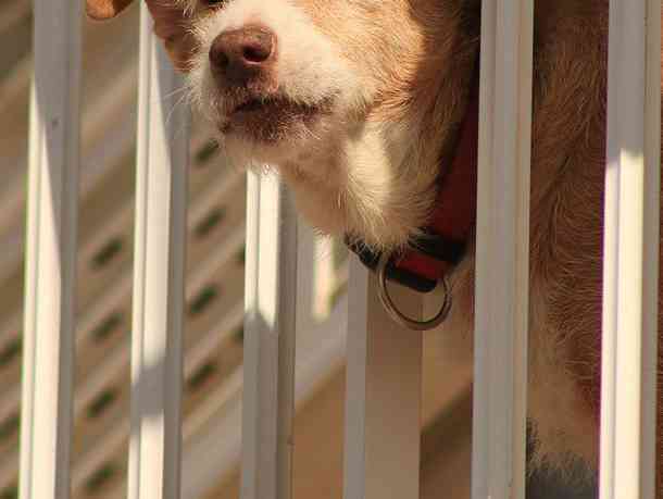 Immagine articolo: Agrigento, abbandonano un cane nel balcone per 5 giorni: denunciati i proprietari