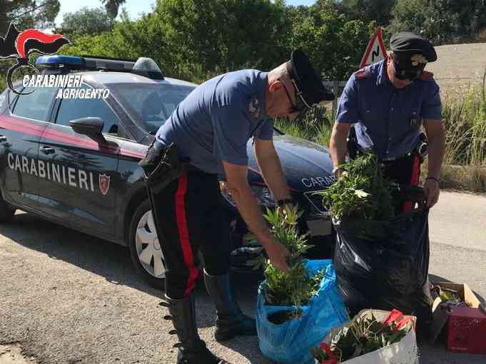 Immagine articolo: In riva al mare trovata una piantagione di cannabis: un arresto a Licata