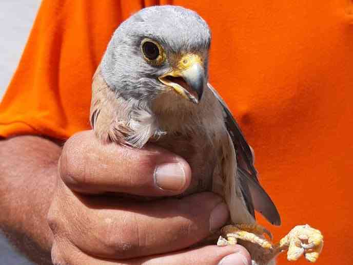 Immagine articolo: Salaparuta, ritrovato un falco grillaio ferito. Affidato per le prime cure al centro Lipu di Alcamo