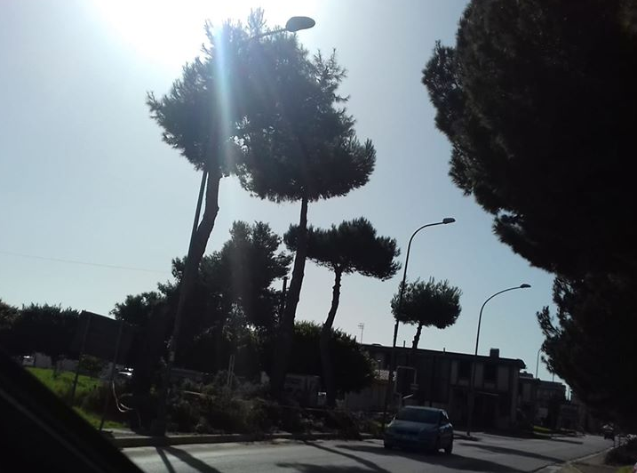 Immagine articolo: Potature pini e oleandri. Lettera aperta al Sindaco di Menfi Mauceri ed all'Assessore Viviani