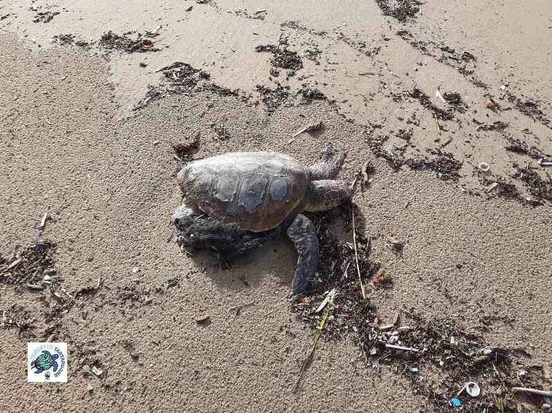 Immagine articolo: Sciacca, i volontari WWF salvano una tartaruga marina agonizzante in spiaggia