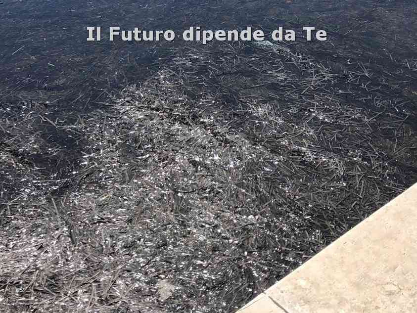 Immagine articolo: Menfi. Sopralluogo al porto per la rimozione della posidonia
