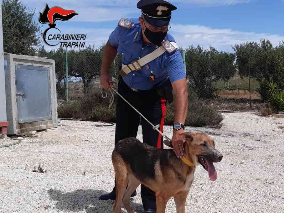 Immagine articolo: Salaparuta, cane vittima di maltrattamenti messo in salvo dai Carabinieri. Denunciata la proprietaria