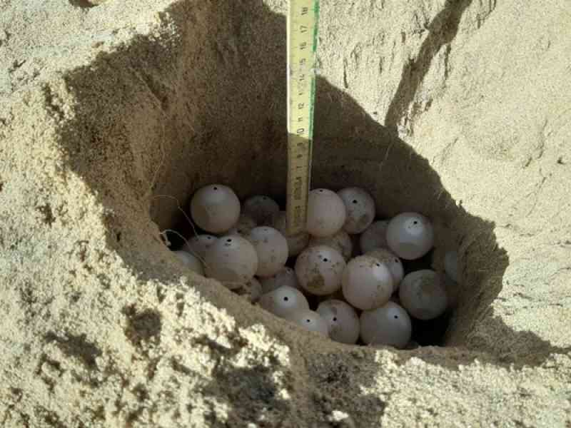 Immagine articolo: Primo nido di tartaruga marina mai trovato nella storia a Ribera (AG)