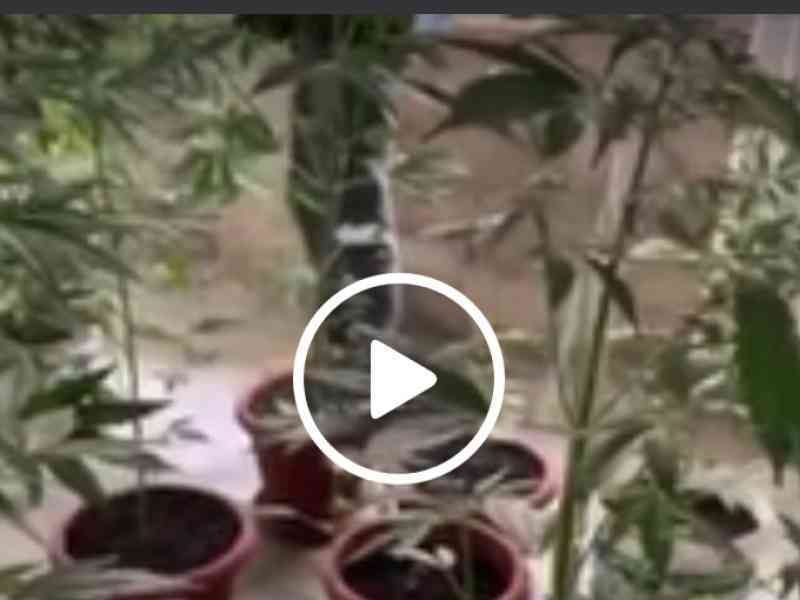 Immagine articolo: Una greenhouse stupefacente fra i tetti di Favara. In manette uno spacciatore