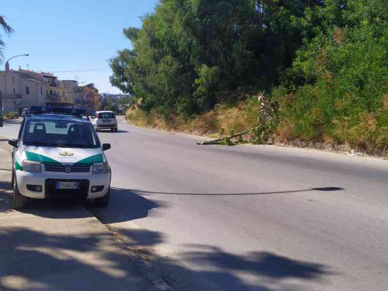 Immagine articolo: S. Margherita di B. Tronco di agave si abbatte sul statale SS188