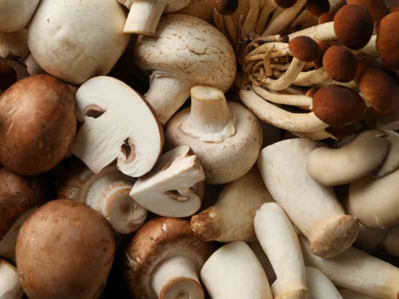 Immagine articolo: Alla scoperta dei funghi: proprietà, valori nutrizionali e calorie