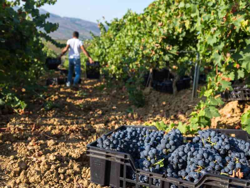 Immagine articolo: Salaparuta, preparativi per l’organizzazione del” Circuito delle sagre”