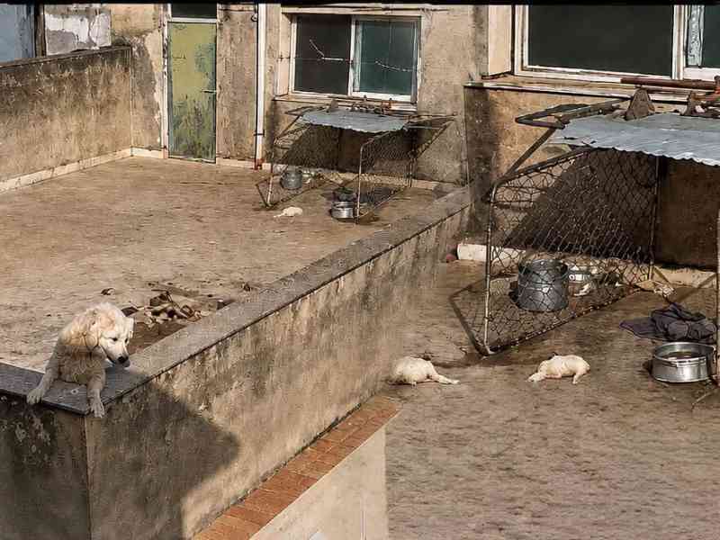 Immagine articolo: Sciacca, cani lasciati morire al sole su un terrazzo: annunciate azioni legali. Sabato corteo in centro con Enrico Rizzi