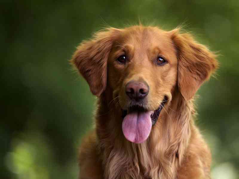 Immagine articolo: Santa Margherita. Il 28 gennaio giornata di microchippatura gratuita per i cani