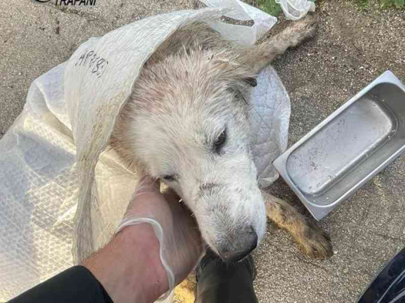 Immagine articolo: Cane gravemente ferito da altri randagi nelle campagne di Bruca. Intervengono i Carabinieri