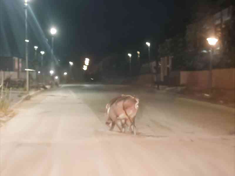 Immagine articolo: Cinghiale avvistato in via Giattini a Menfi