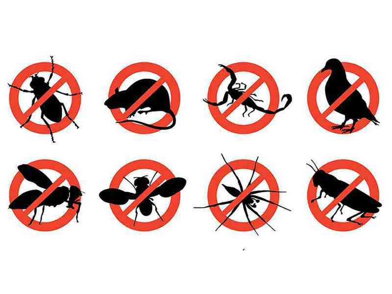 Immagine articolo: Menfi. Disinfestazione e derattizzazione. Il calendario degli interventi