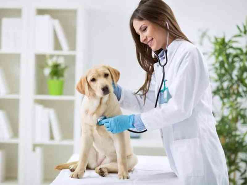 Immagine articolo: ARS, disegno di legge su aumento ad almeno 30 ore settimanali dell’incarico a tempo indeterminato dei veterinari specialisti