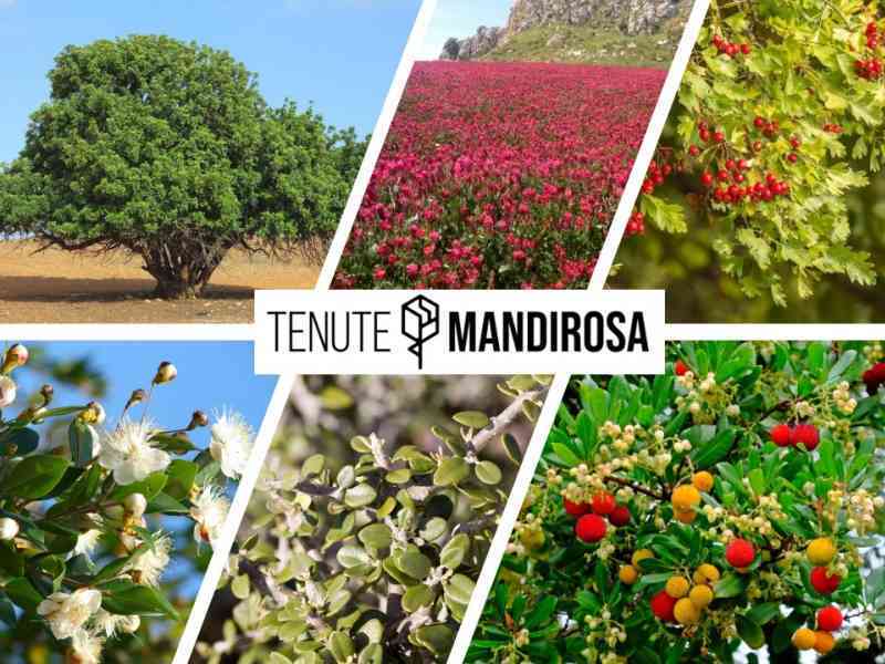 Immagine articolo: Salaparuta, significativa iniziativa della “piantumazione di alberi”