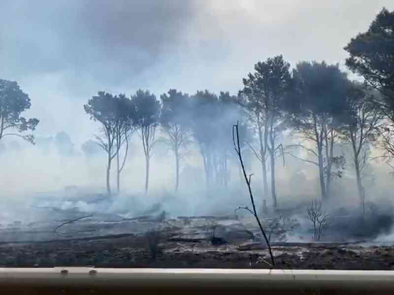 Immagine articolo: “Valutiamo una taglia per individuare chi ha bruciato ettari di bosco del Magaggiaro”. Parla il Sindaco di Montevago