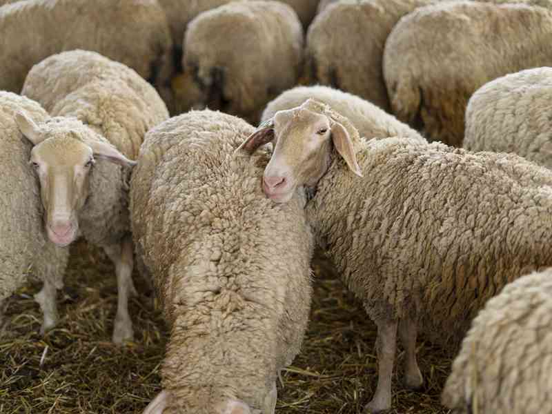 Immagine articolo: Furto ai danni di un'azienda zootecnica di Santa Margherita. Rubati 250 animali