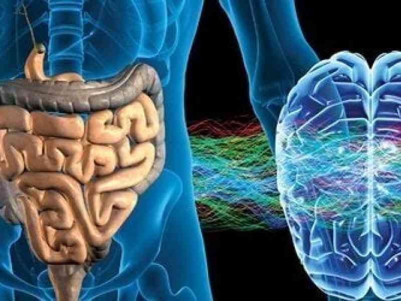 Immagine articolo: Alla scoperta del Sistema nervoso enterico, regolatore dei processi digestivi