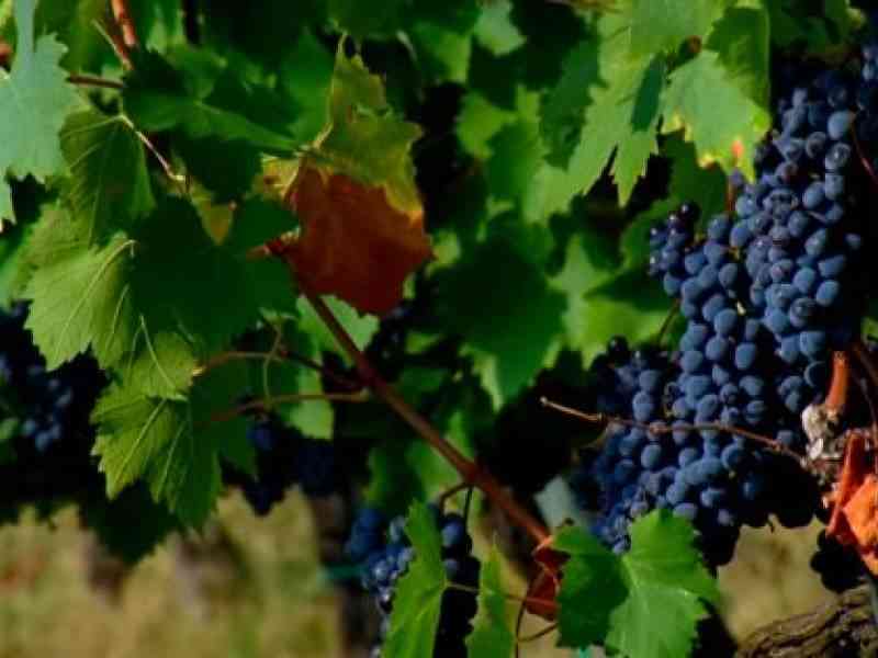 Immagine articolo: Vendemmia verde, destinati oltre 15 Milioni di Euro per gli agricoltori siciliani. Pronta la graduatoria