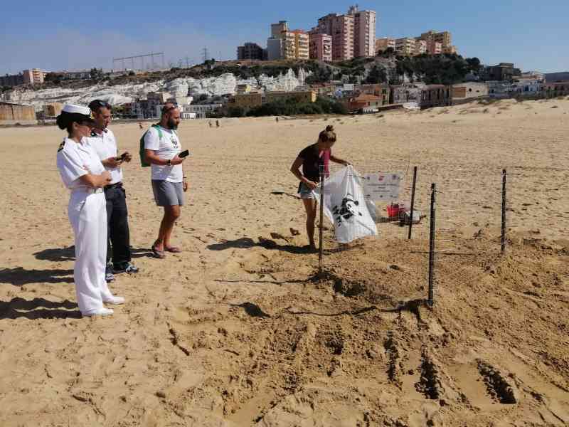 Immagine articolo: Un nido di Caretta caretta a Porto Empedocle (AG)