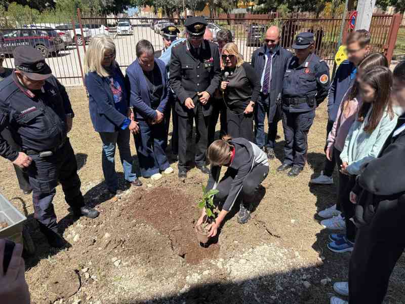 Immagine articolo: A Menfi le radici della legalità: piantata la talea dell’Albero Falcone all'I.C. 'Santi Bivona'