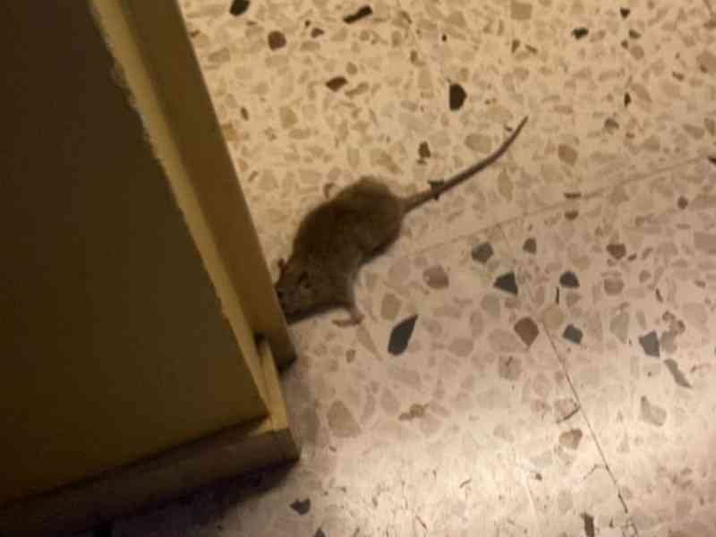 Immagine articolo: Topo “avvistato“ alla Scuola Elementare Antonino Palminteri: catturato da uno scrutatore al piano terra