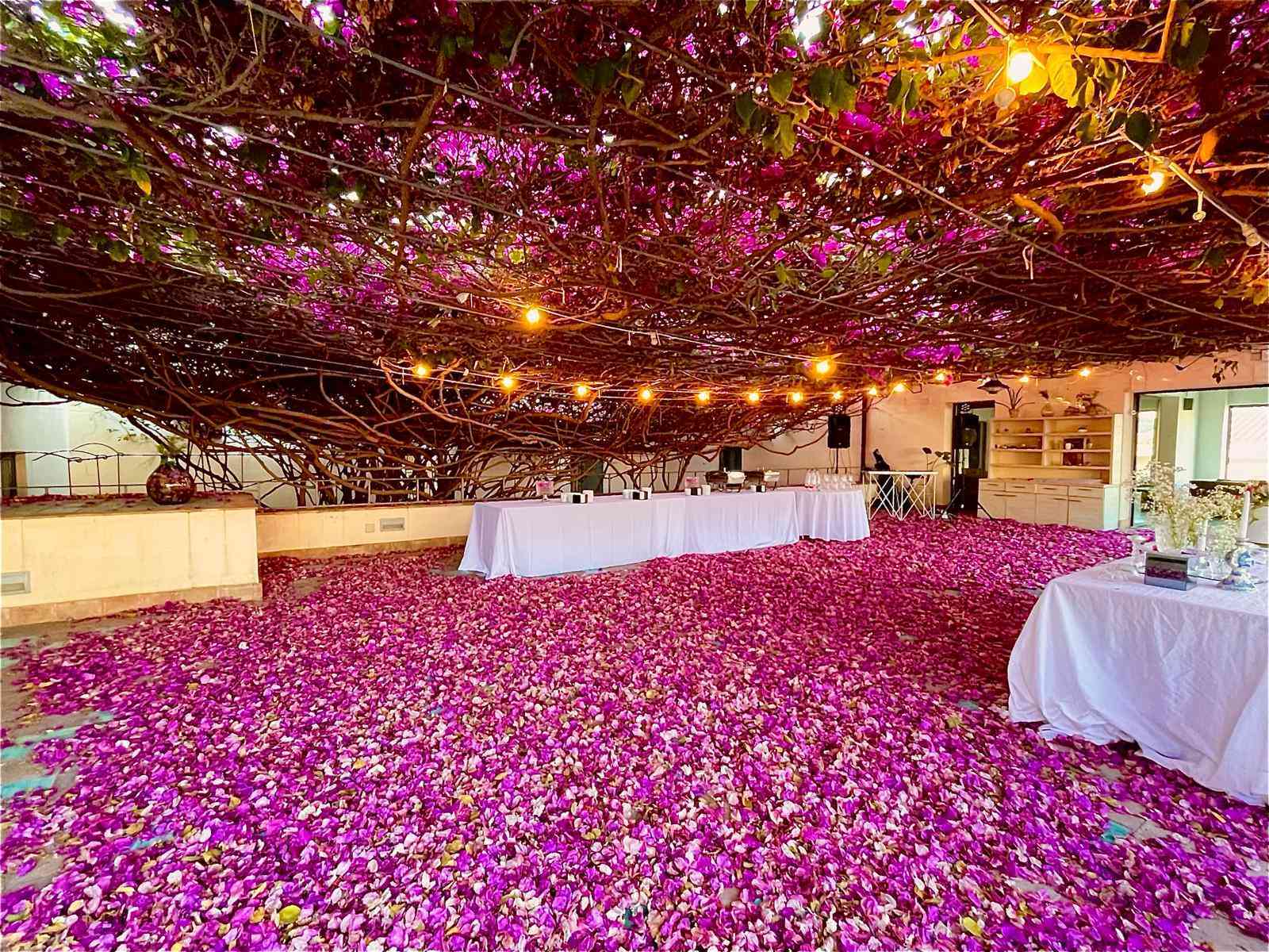 Immagine articolo: A Menfi, con i suoi 200 anni, una delle bougainville più monumentali del Mondo