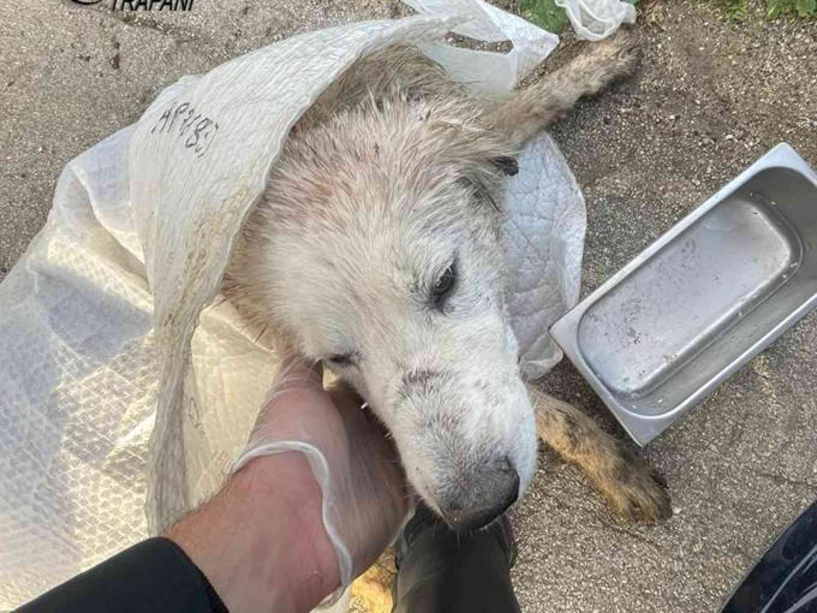 Immagine articolo: Cane gravemente ferito da altri randagi nelle campagne di Bruca. Intervengono i Carabinieri