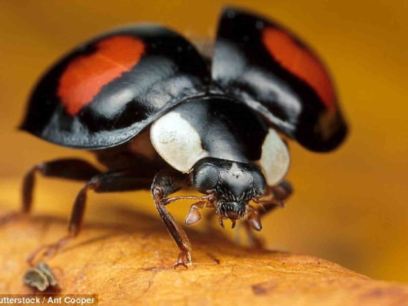 Immagine articolo: La “cocciniglia“ in arrivo dal Marocco spaventa il Fico d'India. Produttori in allerta