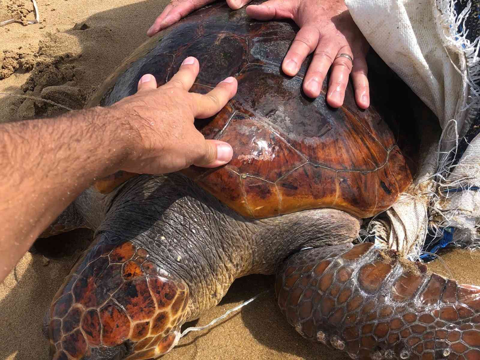Immagine articolo: Agrigento, enorme caretta caretta con amo da pesca in bocca salvata dal Colonnello dei Carabinieri