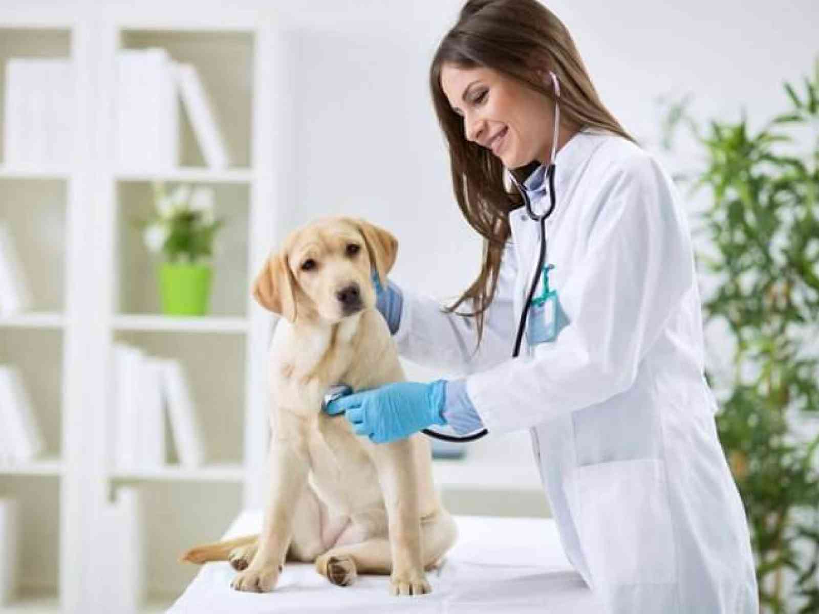Immagine articolo: ARS, disegno di legge su aumento ad almeno 30 ore settimanali dell’incarico a tempo indeterminato dei veterinari specialisti