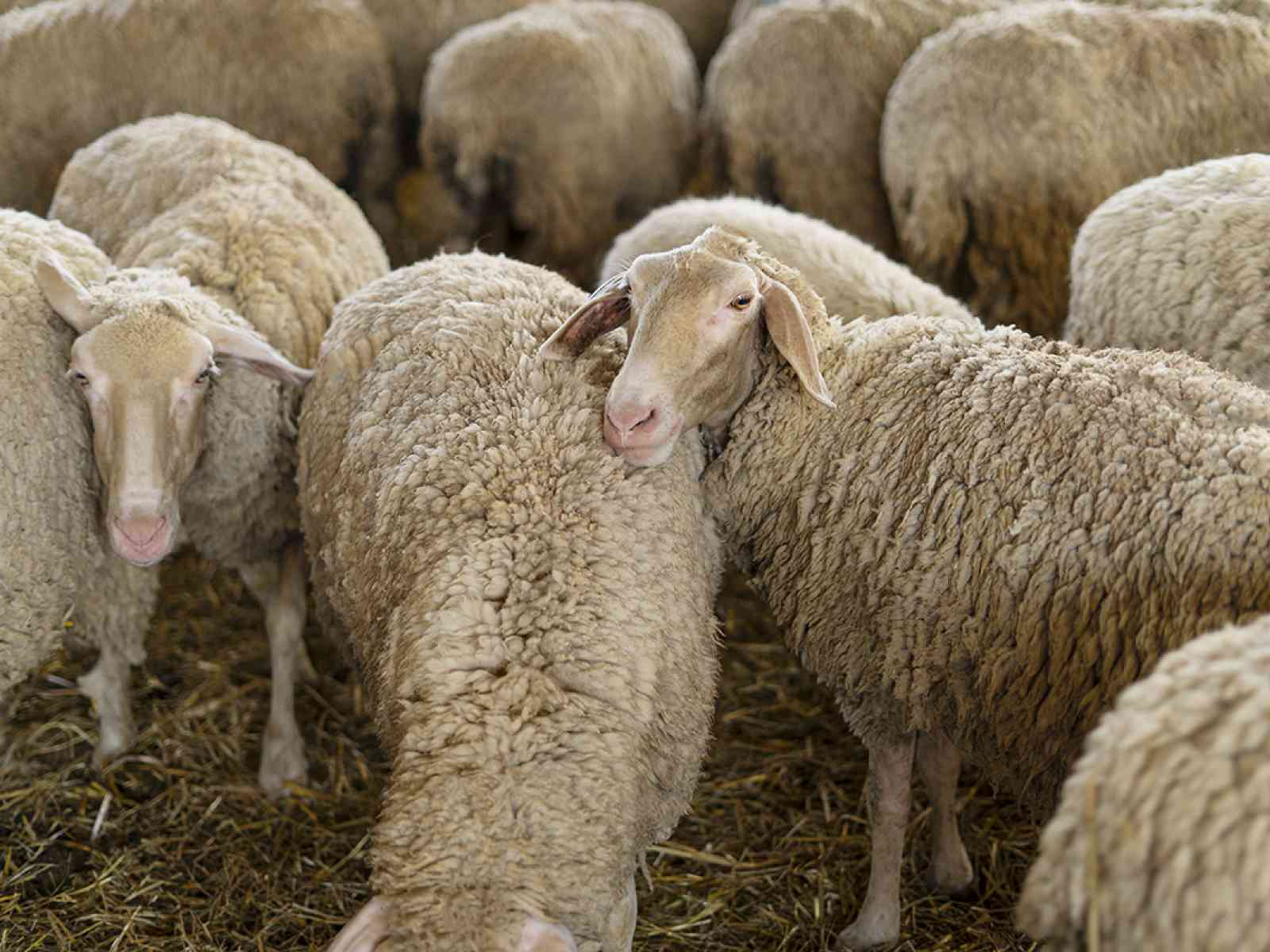 Immagine articolo: Furto ai danni di un'azienda zootecnica di Santa Margherita. Rubati 250 animali