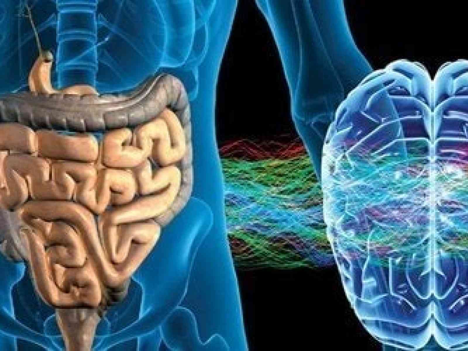 Immagine articolo: Alla scoperta del Sistema nervoso enterico, regolatore dei processi digestivi