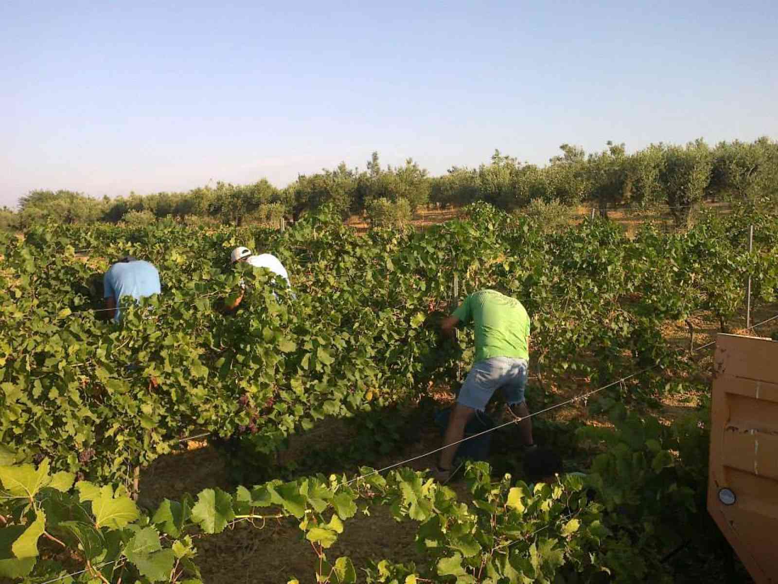 Immagine articolo: Domani a Palermo una giornata di formazione per i Dottori Agronomi e Dottori Forestali
