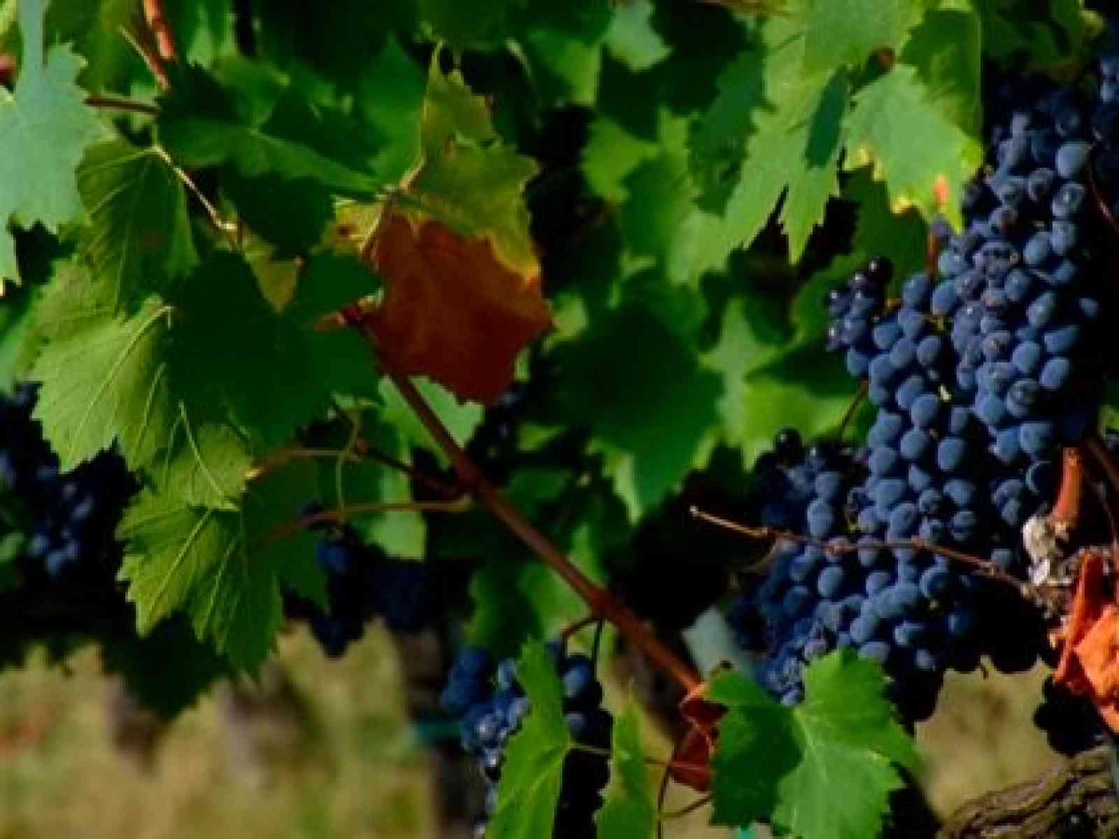 Immagine articolo: Conclusa la vendemmia in Sicilia, calo del 40% ma ottima qualità