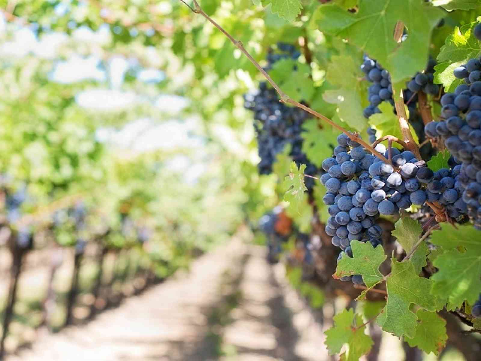 Immagine articolo: Menfi: Progetto Viticoltura 50 1968-2018 si avvia alla conclusione